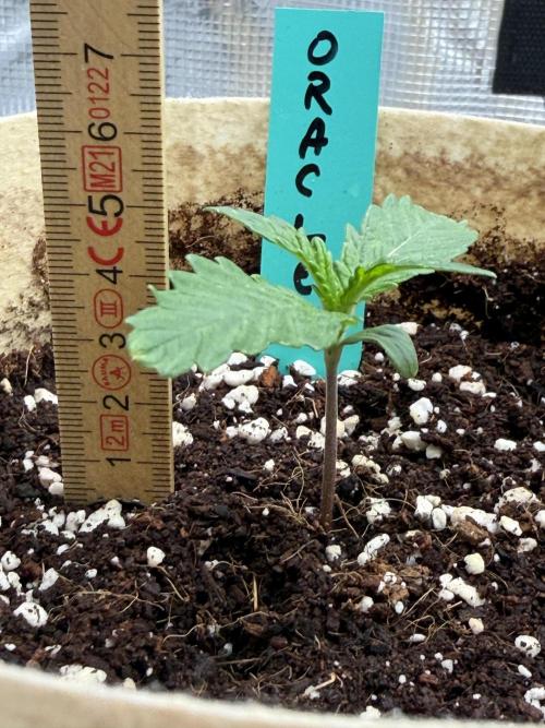 Baby Momma - Spain's Medicinal - Oracle. Week 1 - Dec 20