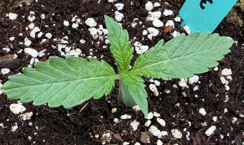 Baby Momma - Spain's Medicinal - Oracle. Week 1 - Dec 20