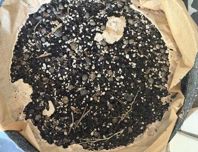 Vermicompost. Week 17 - They ate through the paper lid