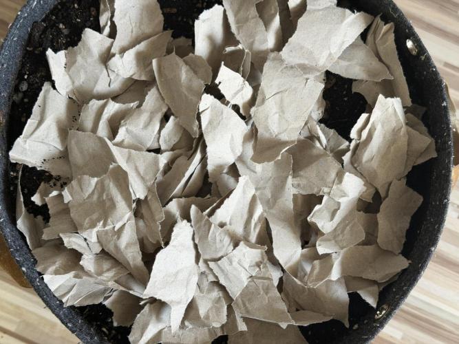 Vermicompost. Week 17 - Fresh food