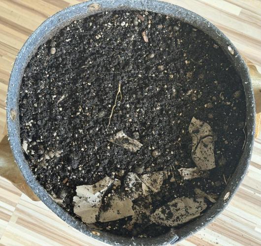 Vermicompost. Week 17 - Watered 3L