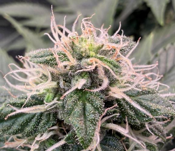 Scary Jane. Week 12 - Dec 22