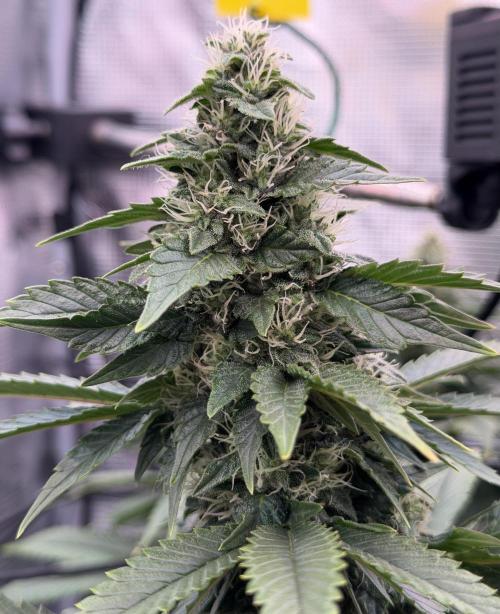 Scary Jane. Week 12 - Dec 25