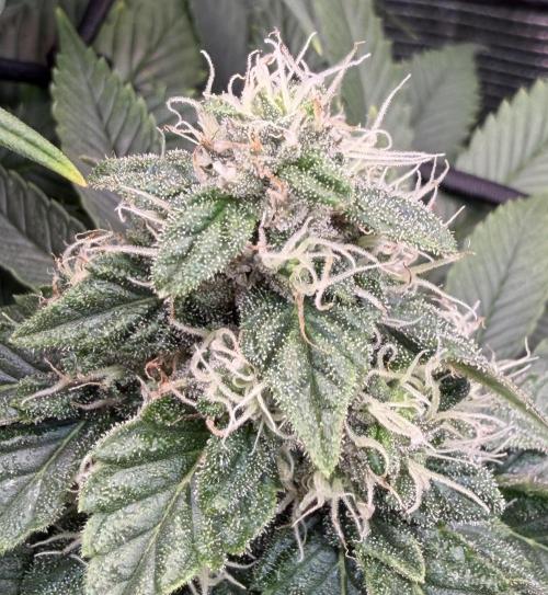 Scary Jane. Week 12 - Dec 25