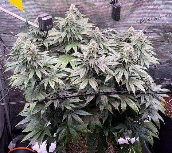 Scary Jane. Week 12 - Dec 27