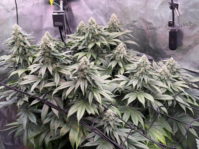 Scary Jane. Week 12 - Dec 27