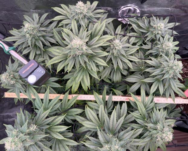 Scary Jane. Week 12 - Dec 27