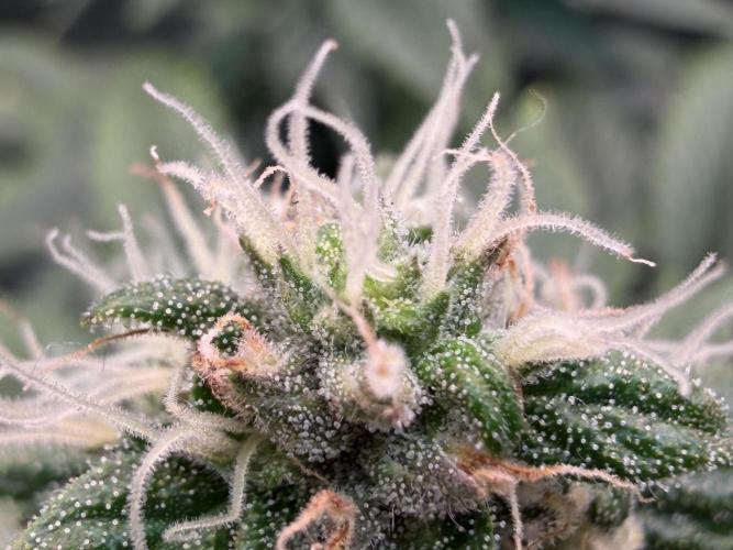 Scary Jane. Week 12 - Dec 27