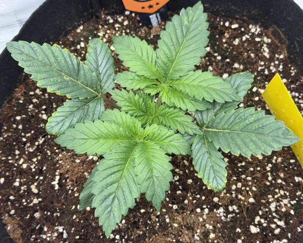 Best wishes Juan. Week 3