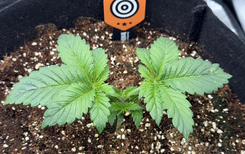 Best wishes Juan. Week 3