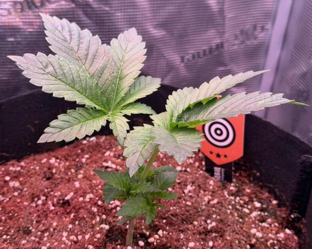 Best wishes Juan. Week 3