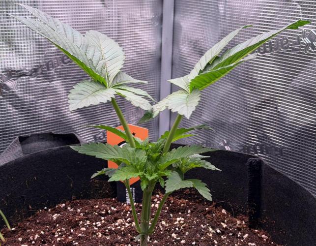 Best wishes Juan. Week 3