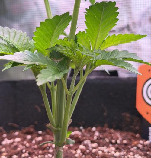 Best wishes Juan. Week 3