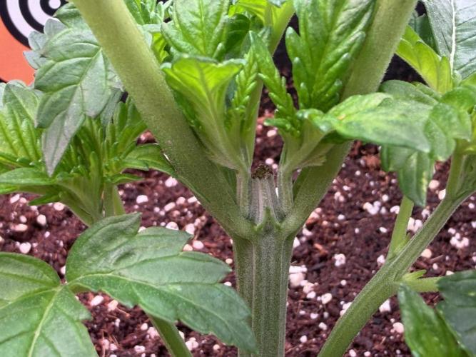 Best wishes Juan. Week 3