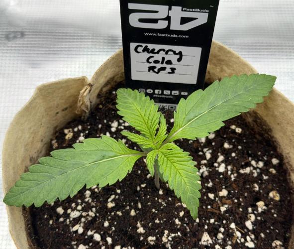 Baby Momma - Cherry Cola Auto RF3. Week 2 - Dec 25