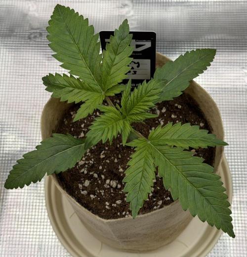Baby Momma - Cherry Cola Auto RF3. Week 2 - Dec 28