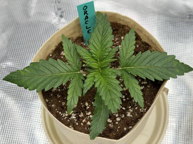 Baby Momma - Spain's Medicinal - Oracle. Week 2 - Dec 28