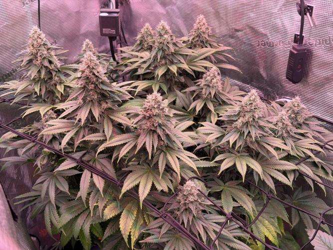 Scary Jane. Week 13 - Dac 30