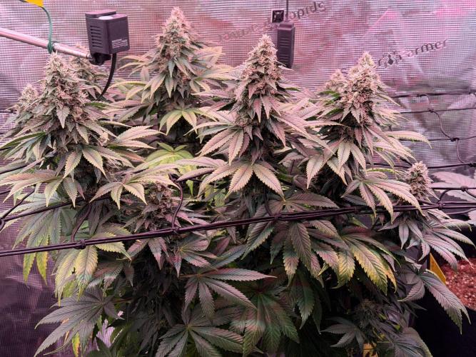 Scary Jane. Week 13 - Jan 2