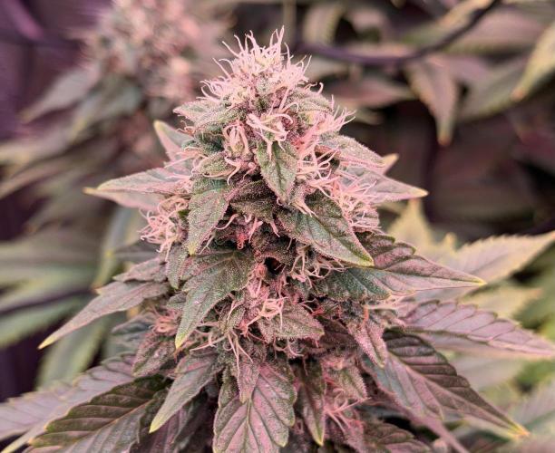 Scary Jane. Week 13 - Jan 2