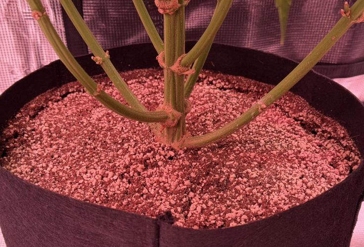 Scary Jane. Week 13 - Jan 2