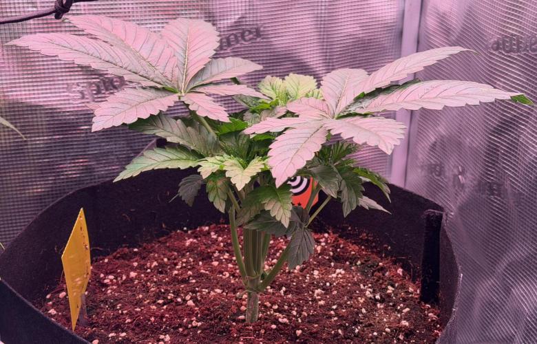 Best wishes Juan. Week 4 - Dec 30