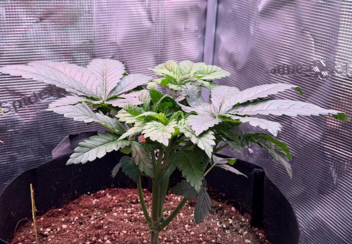 Best wishes Juan. Week 4 - Jan 2