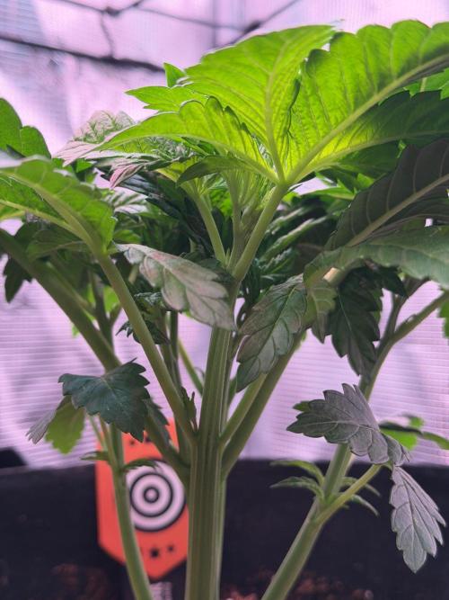 Best wishes Juan. Week 4 - Jan 2