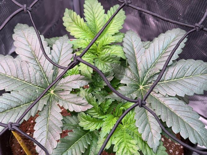 Best wishes Juan. Week 4 - Jan 2 before leaf-tucking