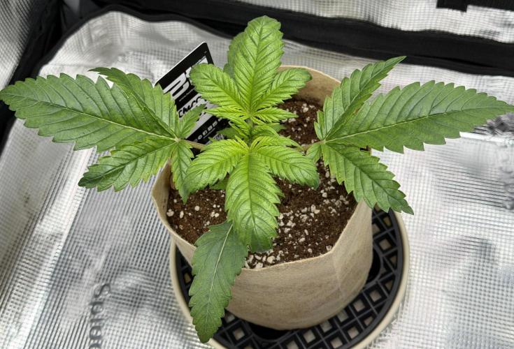 Baby Momma - Cherry Cola Auto RF3. Week 3 - Dec 31