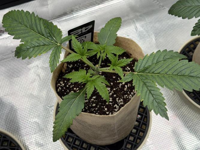 Baby Momma - Cherry Cola Auto RF3. Week 3 - Jan 3