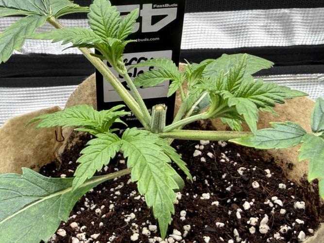 Baby Momma - Cherry Cola Auto RF3. Week 3 - Jan 3