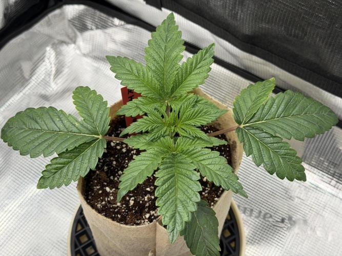 Baby Momma - Spain's Medicinal - Ripper. Week 3 - Dec 31