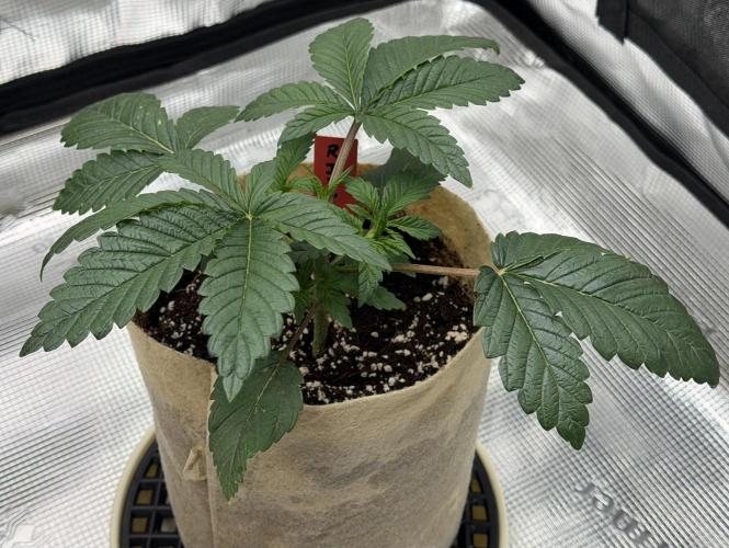 Baby Momma - Spain's Medicinal - Ripper. Week 3 - Jan 3