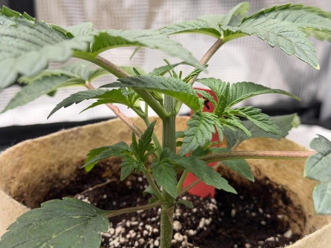 Baby Momma - Spain's Medicinal - Ripper. Week 3 - Jan 3