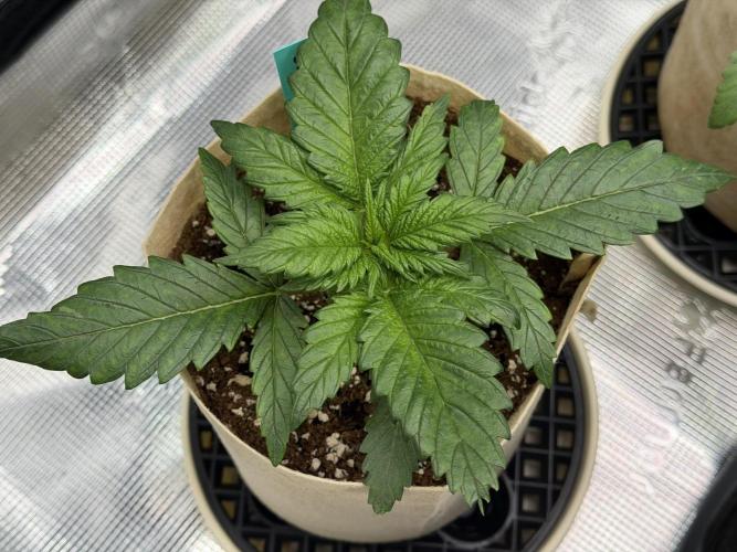 Baby Momma - Spain's Medicinal - Oracle. Week 3 - Dec 31