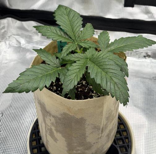 Baby Momma - Spain's Medicinal - Oracle. Week 3 - Jan 3