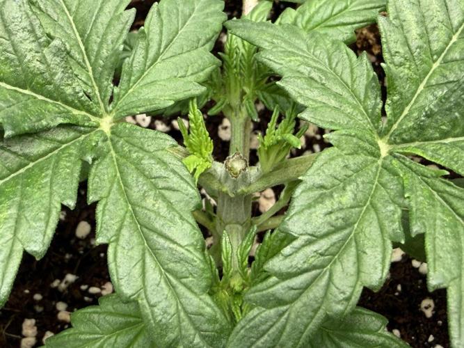 Baby Momma - Spain's Medicinal - Oracle. Week 3 - Jan 3