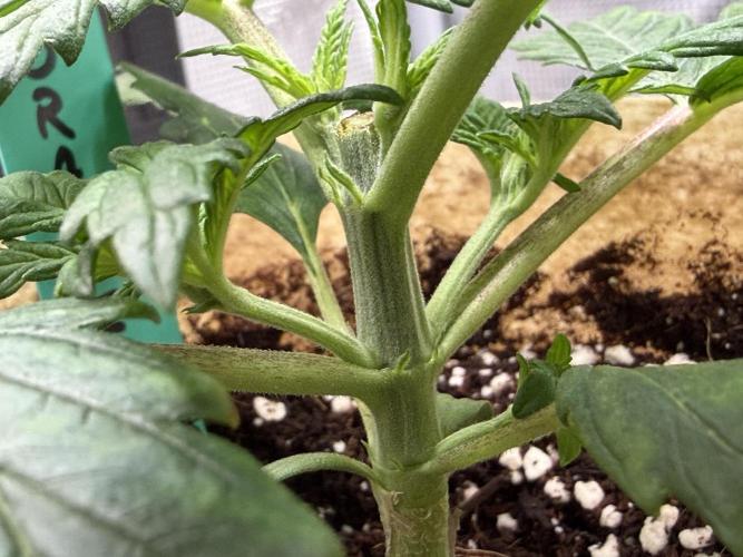 Baby Momma - Spain's Medicinal - Oracle. Week 3 - Jan 3