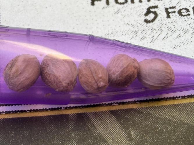 Friki Nana #112 - the Mutant. Week 0 - Dec 30