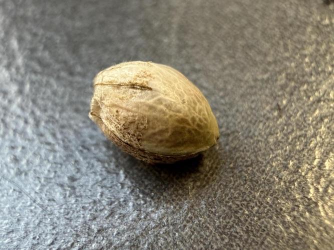 Friki Nana #112 - the Mutant. Week 0 - Dec 30 the chosen Freak