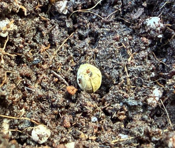 Friki Nana #112 - the Mutant. Week 0 - Dec 30 Freak is face down in rhe Coco