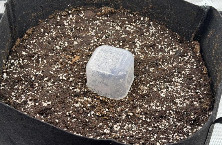 Friki Nana #112 - the Mutant. Week 0 - Dec 30