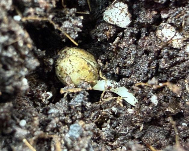 Friki Nana #112 - the Mutant. Week 0 - Jan 2