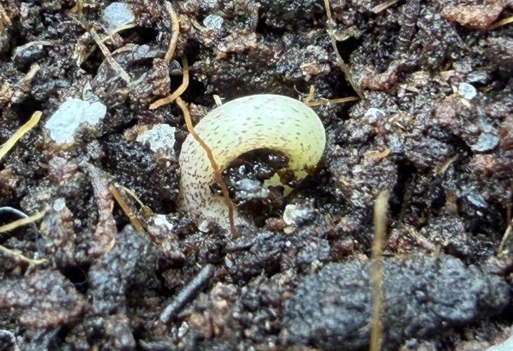 Friki Nana #112 - the Mutant. Week 0 - Jan 4