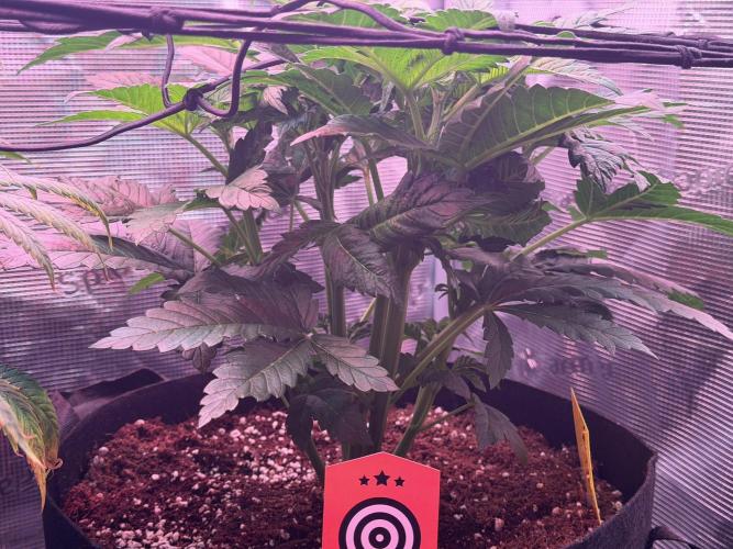 Best wishes Juan. Week 5 - Jan 8