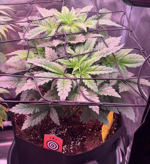 Best wishes Juan. Week 5 - Jan 8