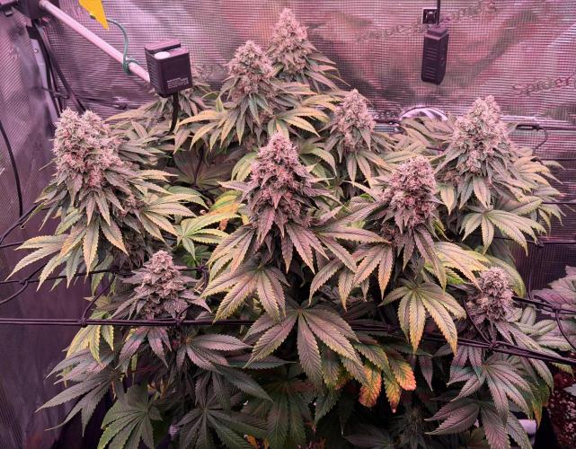 Scary Jane. Week 14 - Jan 9