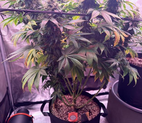 Scary Jane. Week 14 - Jan 9