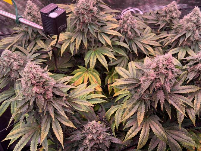 Scary Jane. Week 14 - Jan 9